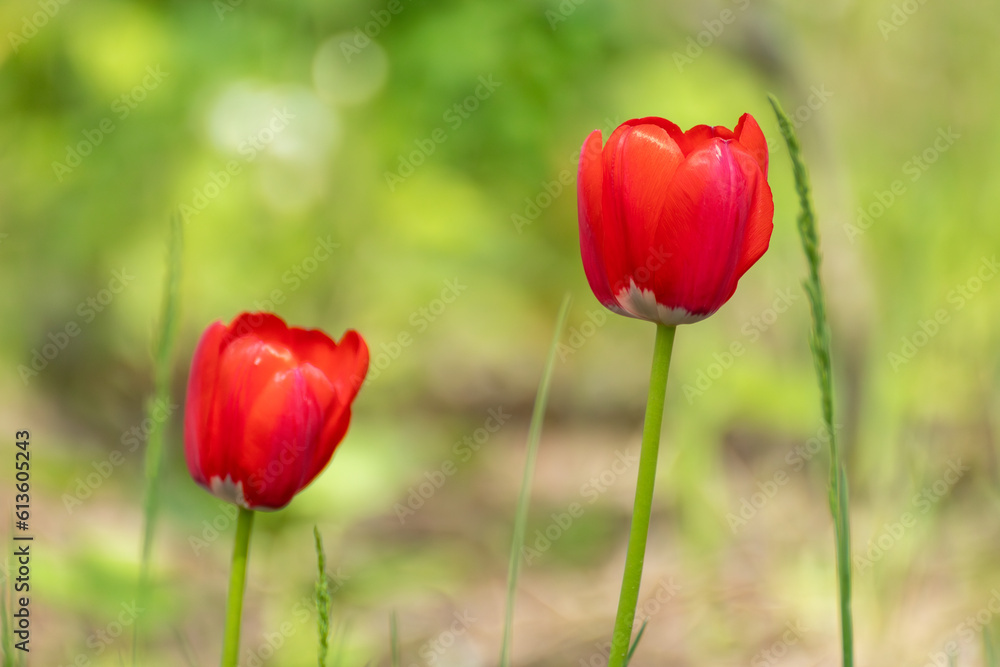 Red tulips close-up, spring bloom with blurred green meadow bokeh background. Romantic flowers botany foliage with selective focus Red tulips close-up, spring bloom with blurred green meadow bokeh background. Romantic flowers botany foliage with selective focus