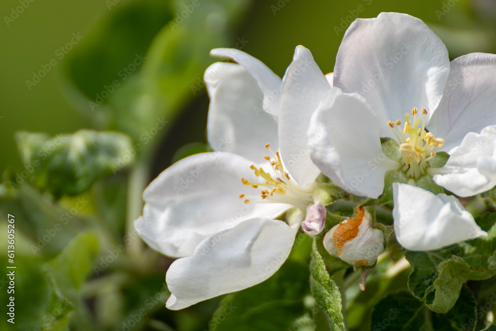 White apple tree big flowers blossom on green branch. Spring delicate white flowers bloom in garden close-up background White apple tree big flowers blossom on green branch. Spring delicate white flowers bloom in garden close-up background