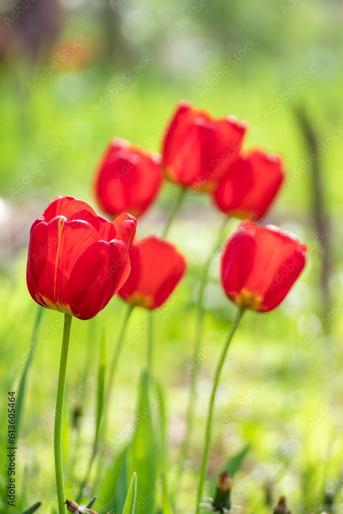 Red tulips blossom close-up, spring flowers with blurred green background. Romantic botany foliage with selective focus