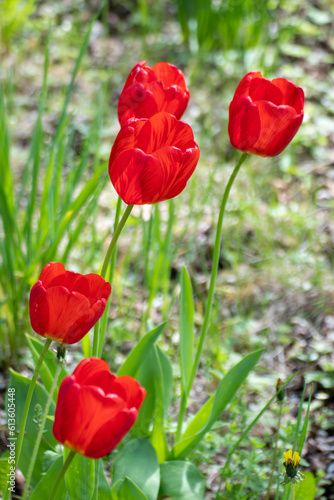 Red tulip flowers close-up, spring bloom with blurred green meadow bokeh background. Romantic botany foliage with selective focus