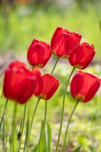 Red tulips blossom close-up in spring, flowers with blurred green meadow background. Romantic botany foliage with selective focus