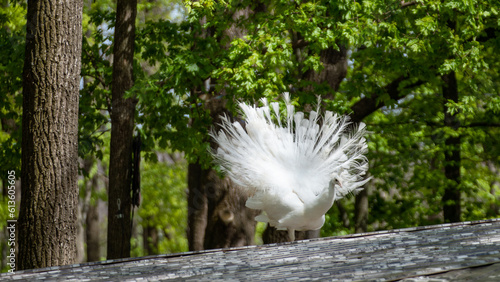White Peafowl peacock demonstrating tail. Bird with leucism, white feathers standing on roof in sunny greenery photo