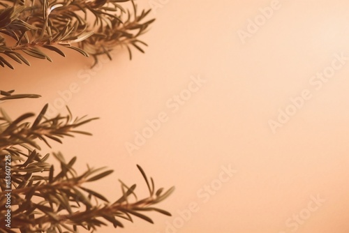  Creative Minimalistic Background with Juniper Branches on Beige Backdrop