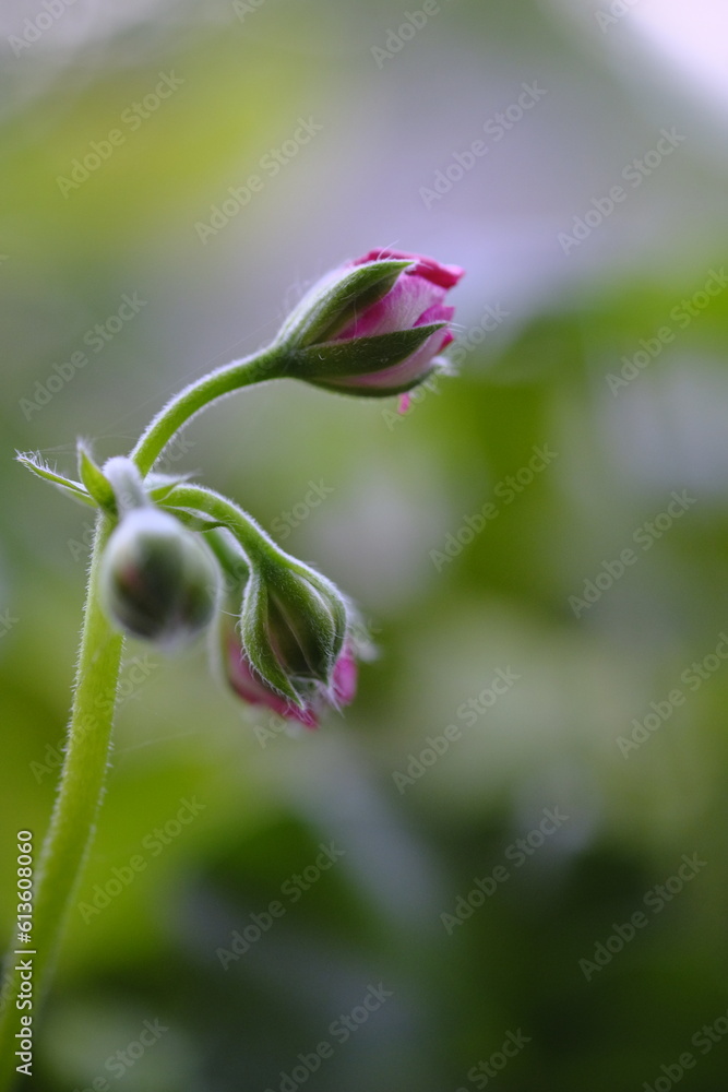 Young pink flowers are born from the bud. Young pink flowers are born from the bud.