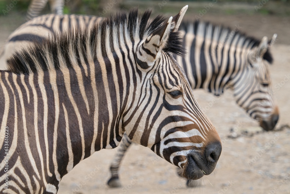 zebra in zoo zebra in zoo