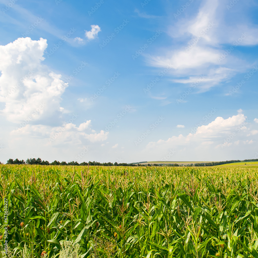 Green field of corn and blue sky. Green field of corn and blue sky.