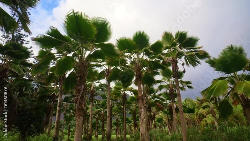 Wallpaper Mural Low Drone Shot of Tropical Hawaiian Trees Torontodigital.ca