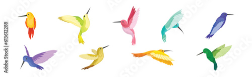 Colorful Hummingbird with Long Beak and Bright Feathers Vector Set