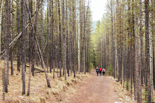 People hiking through the woods