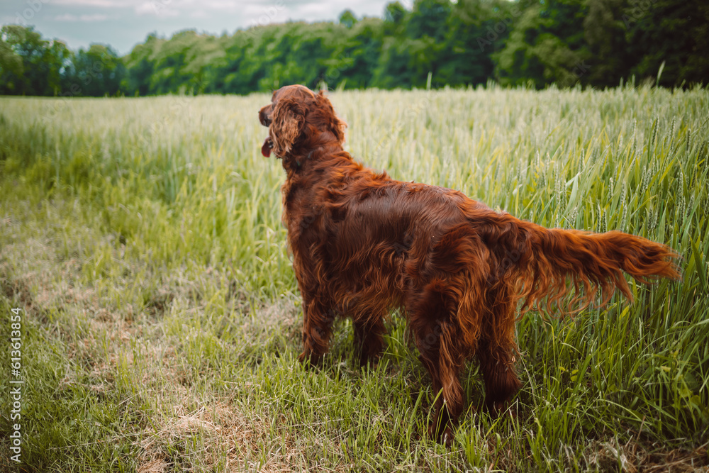 Gorgeous young Irish Setter dog standing in field and sitting in a meadow with a blurred background while looking as if contemplating life. Purebred with a happy and excited friendly personality
