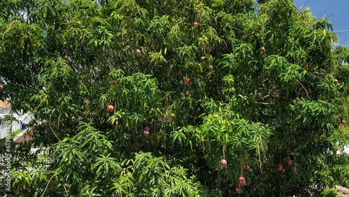 Close up of ripe mangos in a mango tree photo