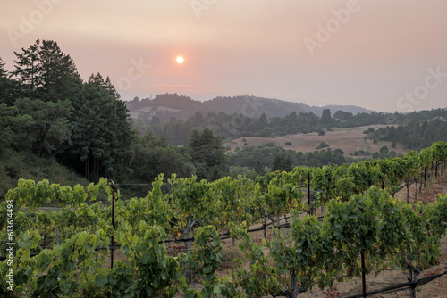 Φωτογραφία Smokey sunset over a vineyard during wildfire season