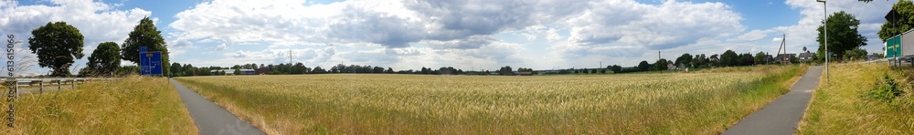 panorama of rye ears, field of ripening rye in a summer day. Sunrise or sunset time Close up of rye ears, field of ripening rye in a summer day. Sunrise or sunset time
