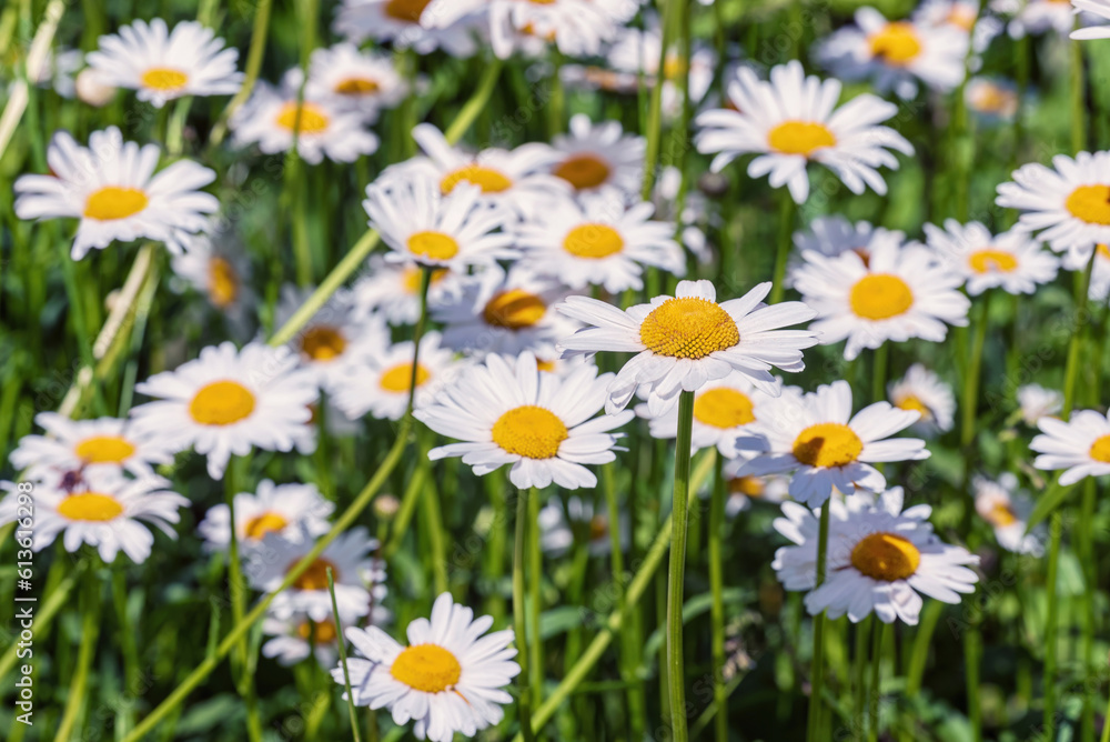 White daisy flowers in the garden, selective focus. White daisy flowers in the garden, selective focus.
