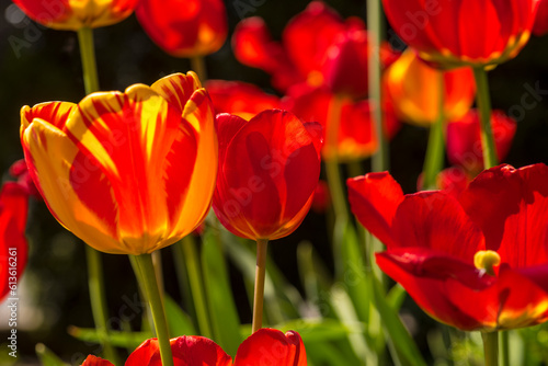 Czerwono żółte tulipany rosnące w przydomowym ogródku. Kwiaty na czarnym tle .