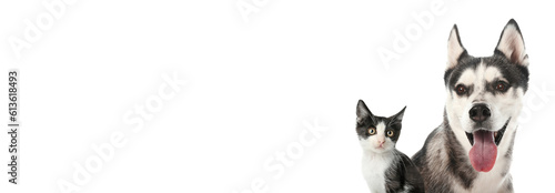 Cute kitten and Husky dog o...