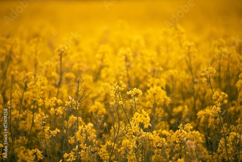 Blooming canola flowers close up. Rape on the field in summer. Bright Yellow rapeseed oil. Rapeseed field agriculture landscape. Canola flower field close up. Agriculture rapeseed field