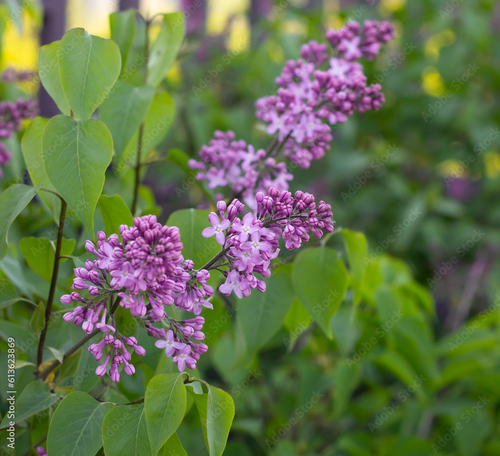 blooming spring trees in the parks of St. Petersburg. beautiful shrubs. lilac bush blooming spring trees in the parks of St. Petersburg. beautiful shrubs. lilac bush