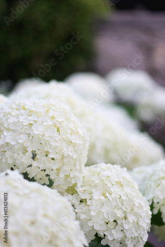 Beautiful white Hydrangea flowers in a garden. Selective focus.
