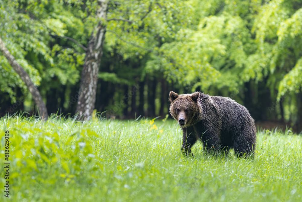 Wild Brown Bear (Ursus Arctos) on meadow. The background is a forest.  A wild animal in its natural habitat. Wildlife scenery.