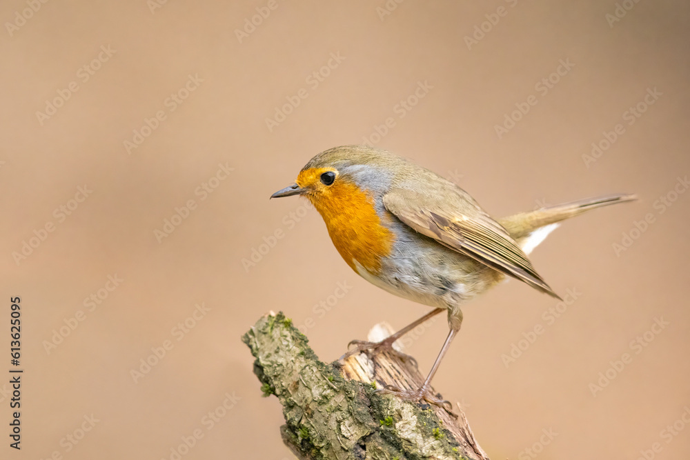 Erithacus rubecula. European robin sitting on the branch in the forest. Wildlife Erithacus rubecula. European robin sitting on the branch in the forest. Wildlife