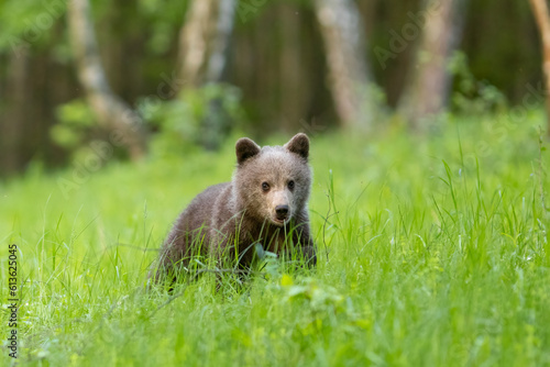 Young brown bear cub in the meadow . Wild animal in the nature habitat.