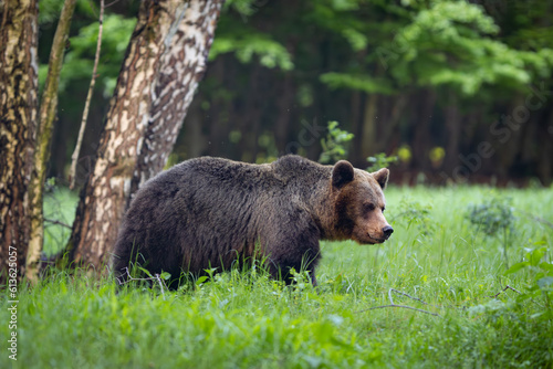 Wild Brown Bear (Ursus Arctos) in the forest. Animal in natural habitat. Wildlife scenery.