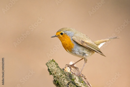 Erithacus rubecula. European robin sitting on the branch in the forest. Wildlife © Branislav