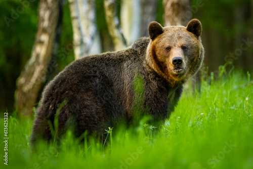 Wild Brown Bear (Ursus Arctos) on meadow. The background is a forest. A wild animal in its natural habitat. Wildlife scenery.