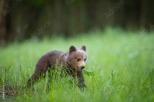 Young brown bear cub in the meadow . Wild animal in the nature habitat.