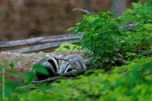 European Badger  Meles meles  in evening next to his burrow. Wild animal in natural habitat. Wildlife in Slovakia.