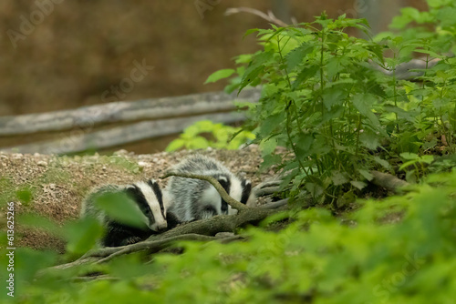 European Badger (Meles meles) in evening next to his burrow. Wild animal in natural habitat. Wildlife in Slovakia.