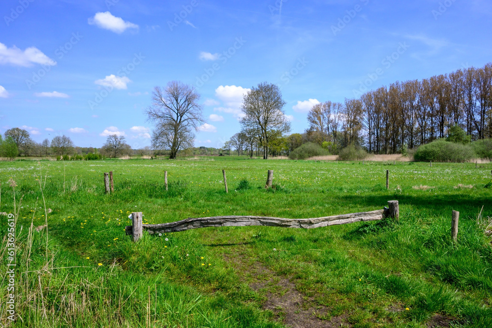 Fototapeta premium Green natural landscape on the edge of the forest in spring with a blue sky with white clouds.