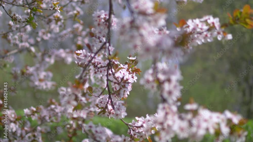 Springtime awakening of nature background in 4k slow motion 60fps Springtime awakening of nature background in 4k slow motion 60fps