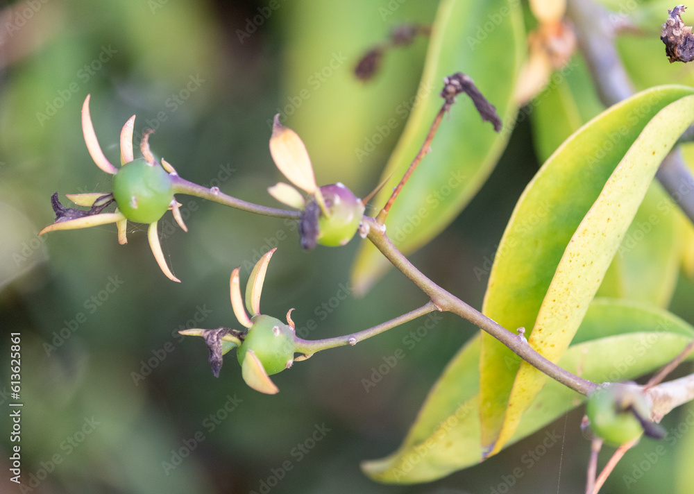 Photograph of a beautiful Pereskia aculeata. Photograph of a beautiful Pereskia aculeata.