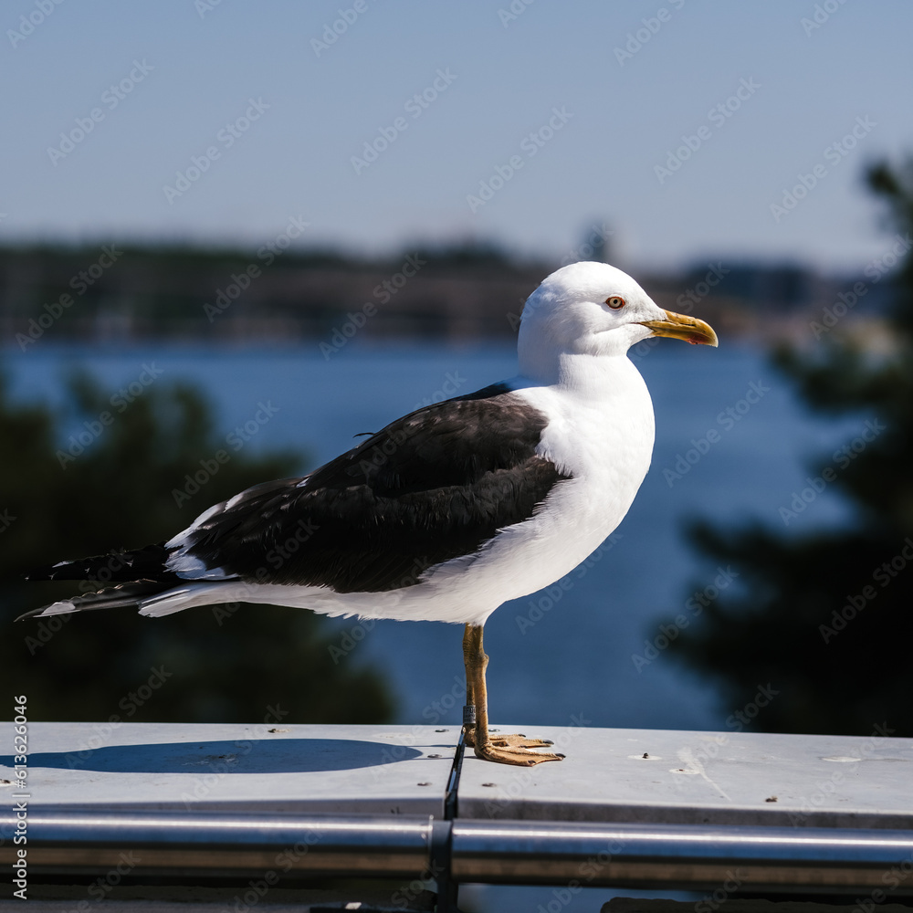 Obraz premium seagull on the pier