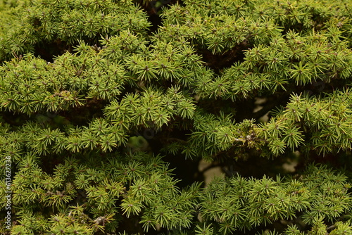 Arbusto Bonsai