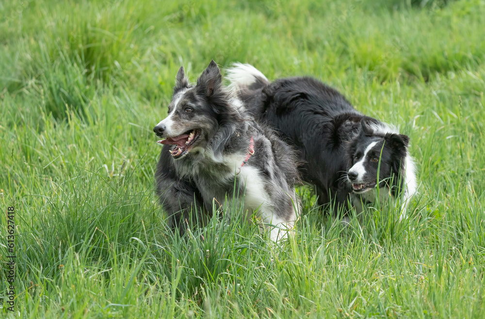 The border collies in action