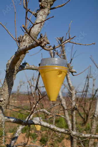 Yellow trap for the Mediterranean fly(Ceratitis capitata) on a persimmon tree photo