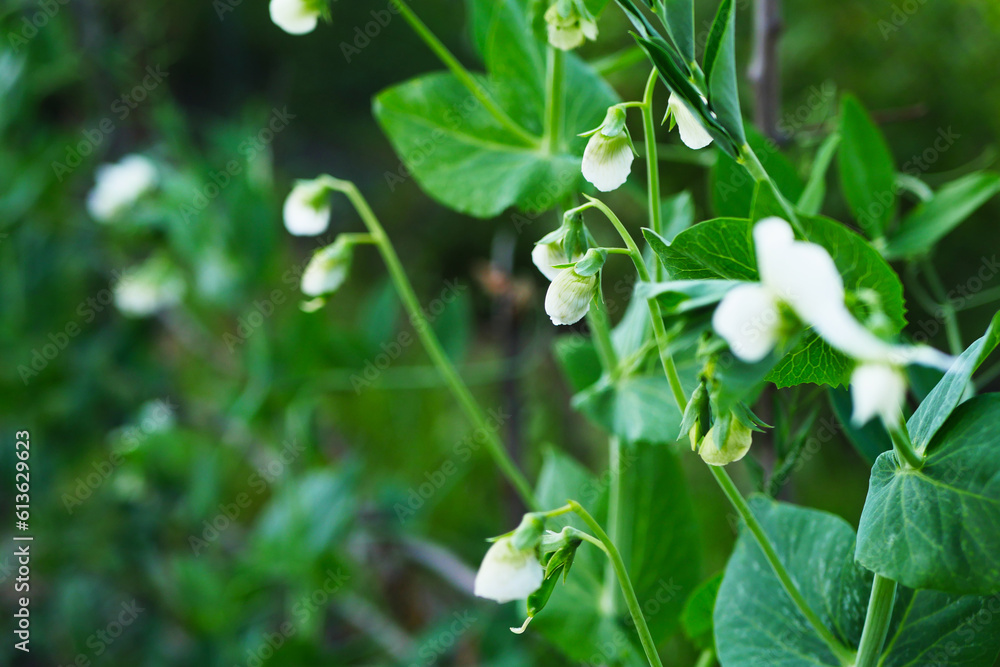 Blooming pea plant. Legume growing. Summer farming Blooming pea plant. Legume growing. Summer farming