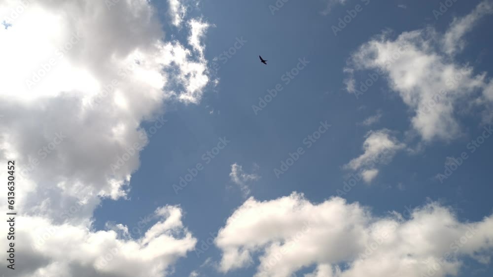 Birds flying through the sky lit by sunlight with cumulus clouds in the morning Birds flying through the sky lit by sunlight with cumulus clouds in the morning
