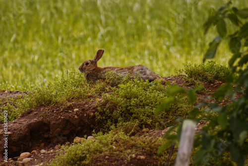 A little hare. © kevin
