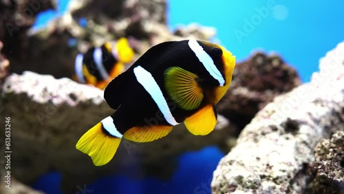 Large scale oceanarium of marine life with many species of underwater sealife. marine fish in the aquarium