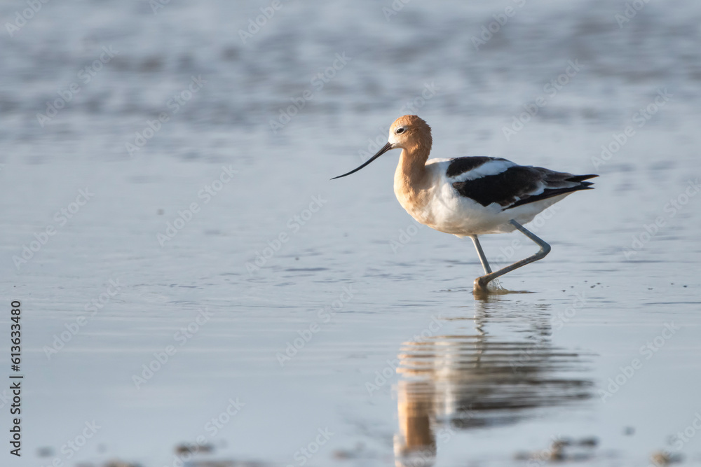 American Avocet in Louisiana Rice Field American Avocet in Louisiana Rice Field