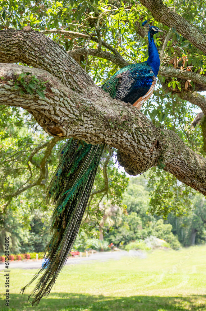 Male Peacock Perched in Oak Tree in Iberia Parish Louisiana Male Peacock Perched in Oak Tree in Iberia Parish Louisiana