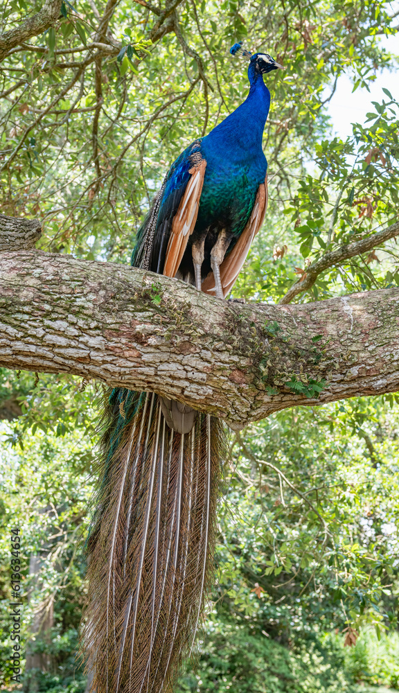 Fototapeta premium Male Peacock Perched in Oak Tree in Iberia Parish Louisiana