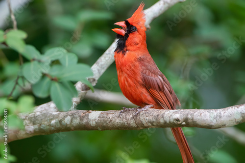 Male Northern Cardinal with Head Tilted Back As He Sings Loudly © Bonnie Taylor Barry 
