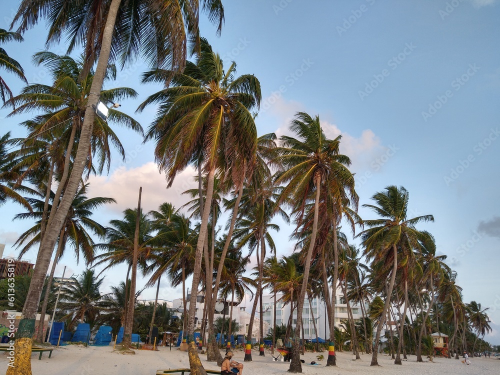 Green, tall, sea-facing beach lams with light sand on the island, right at sunset on a vacation afternoon outdoors, while tourists lounge, enjoying the scorching sea breeze Green, tall, sea-facing beach lams with light sand on the island, right at sunset on a vacation afternoon outdoors, while tourists lounge, enjoying the scorching sea breeze
