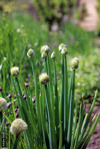 Closeup of Welsh Onion blooms, Derbyshire England
