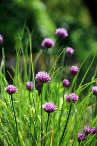 Macro image of Chive blooms, Derbyshire England
